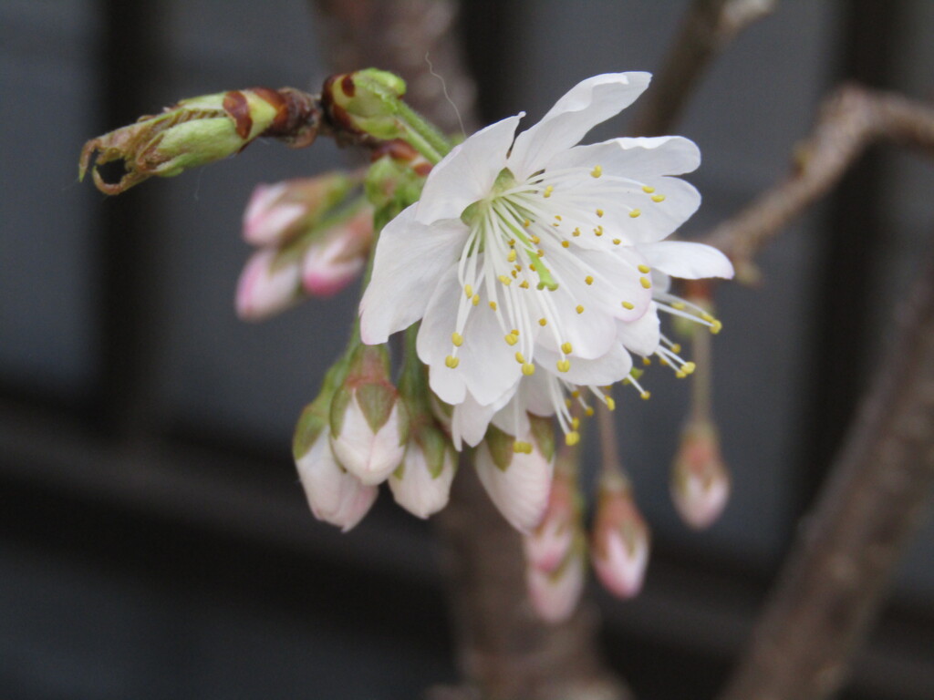 サクランボの花　一日目