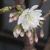 サクランボの花　一日目