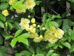 花壇　モッコウバラ