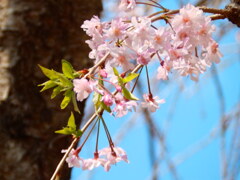 公園の枝垂れ桜　２
