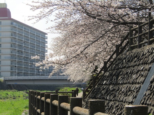 遊歩道の桜　１