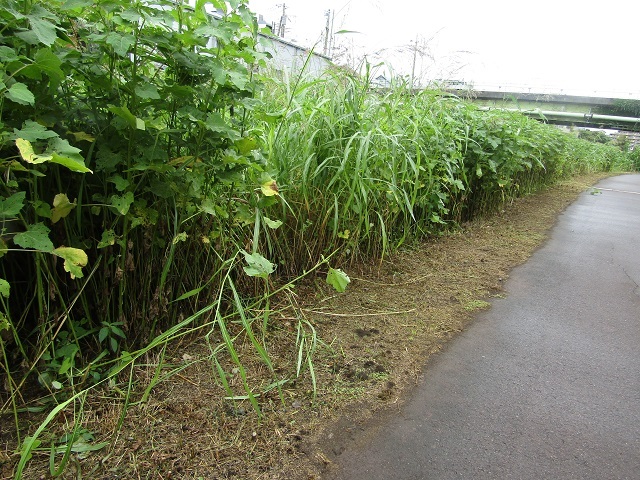 草刈り　有難う！　異常です！