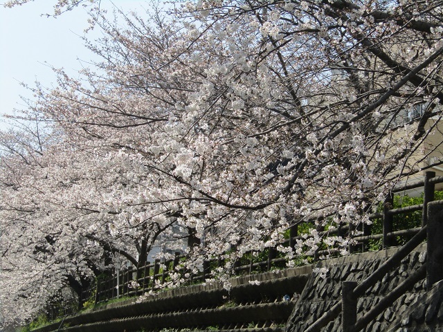 遊歩道の桜　３