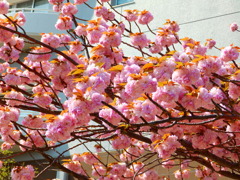 八重桜　その３