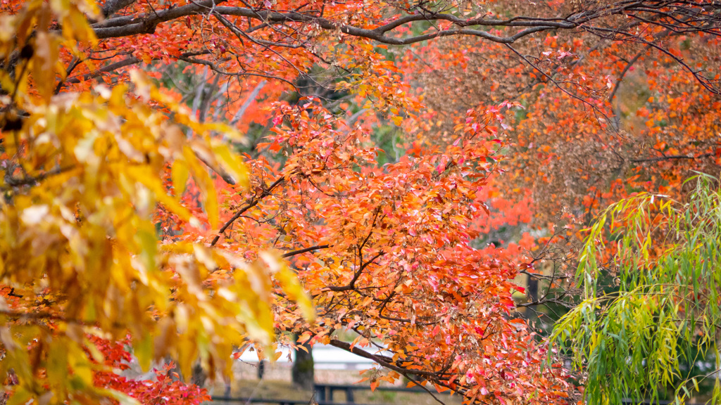 カラフルな紅葉