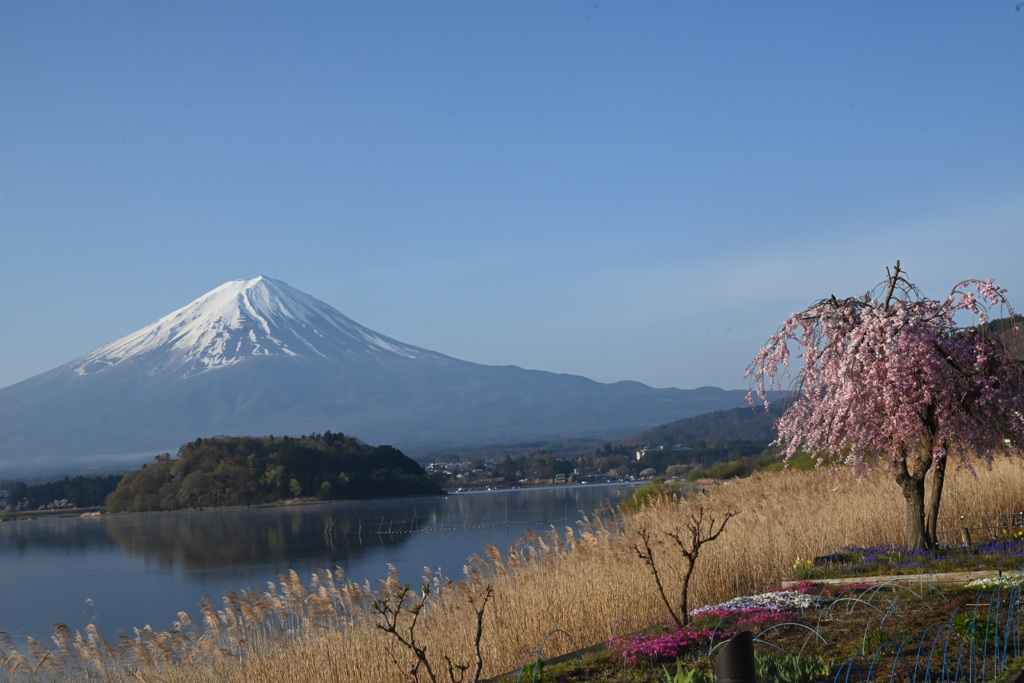 富士と桜