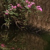 夕暮れの花