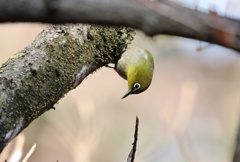 覗き見