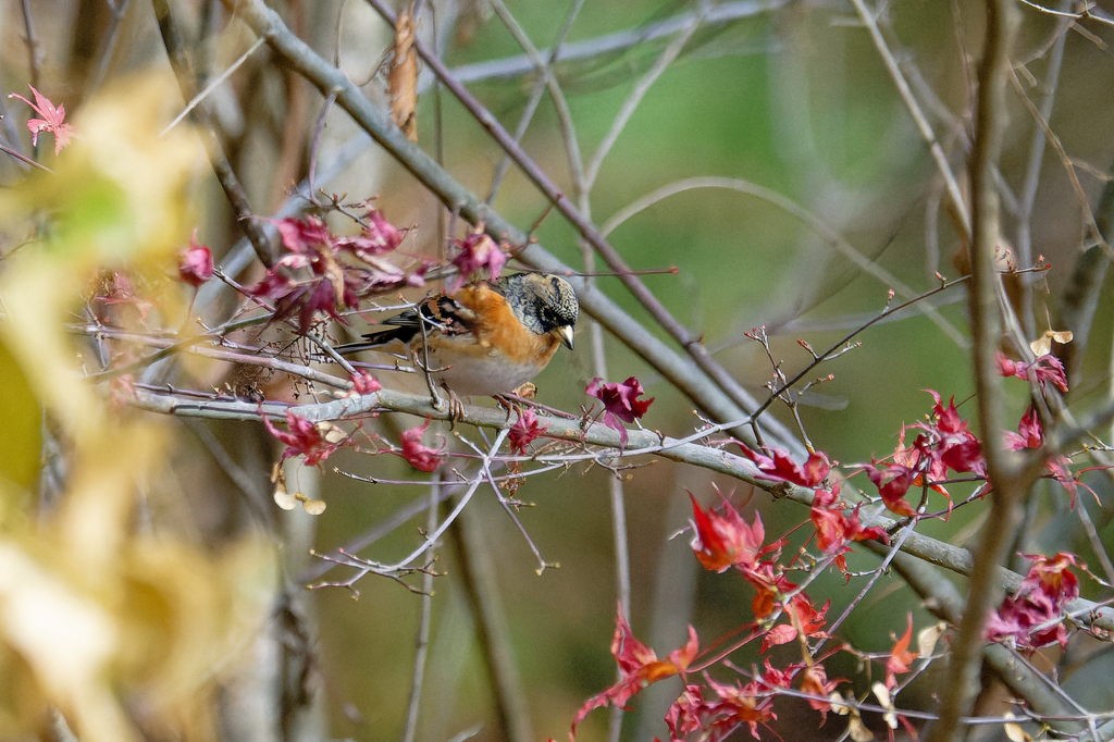 枯れモミジの枝に・・・