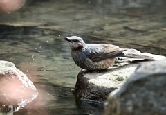 ヒヨドリさんの水飲み