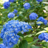 紫陽花