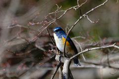続・幸せの青い鳥　⑤