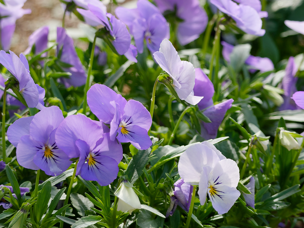 花壇のお花　１