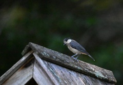 ヤマガラ幼鳥②