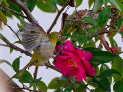 山茶花に・・・３