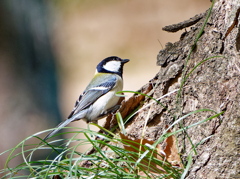 虫さん居ないかな～　③