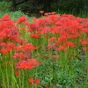 赤い花　①