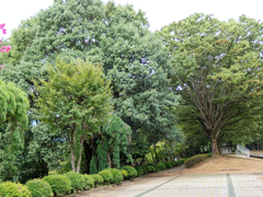 森への誘い