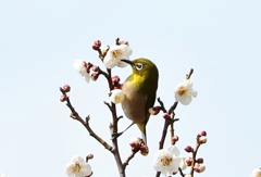ウメジロー　⑥