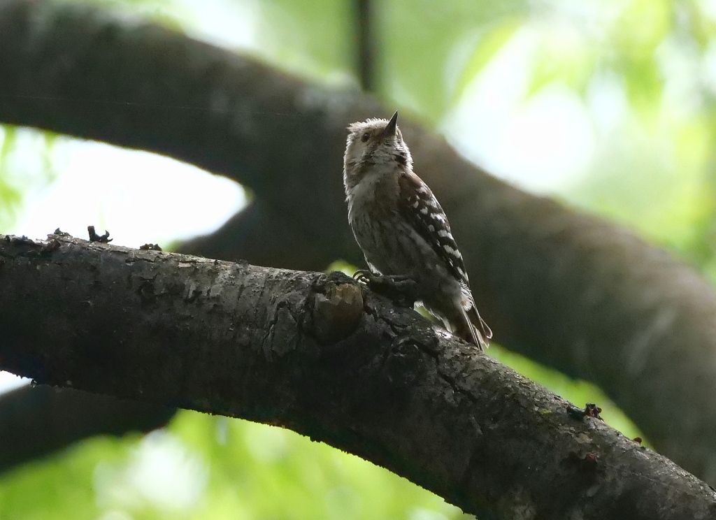 夏のコゲラさんver３