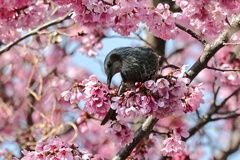 サクヒヨ　②