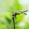 高原のトンボさん