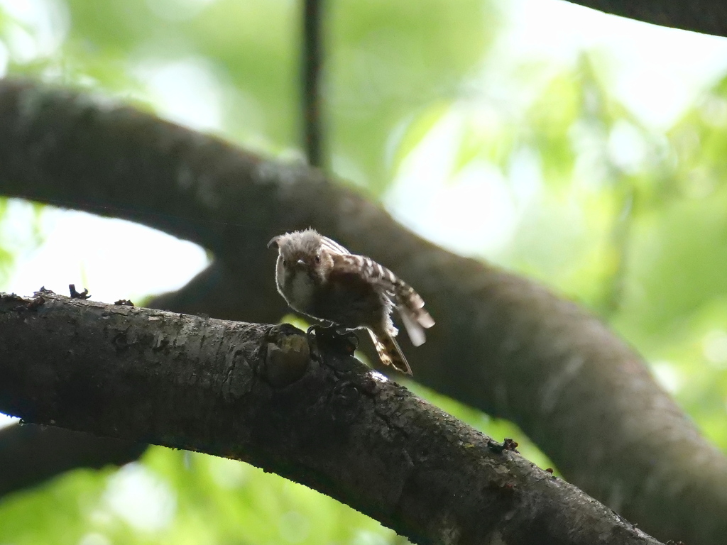 コゲラさんの飛翔　①