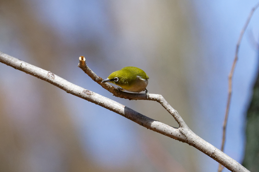 メジロ四態　①