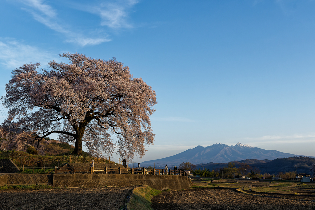 一本桜と八ヶ岳