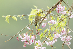 蜜の誘惑　③