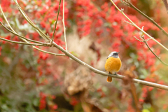 朱を背景に・・・