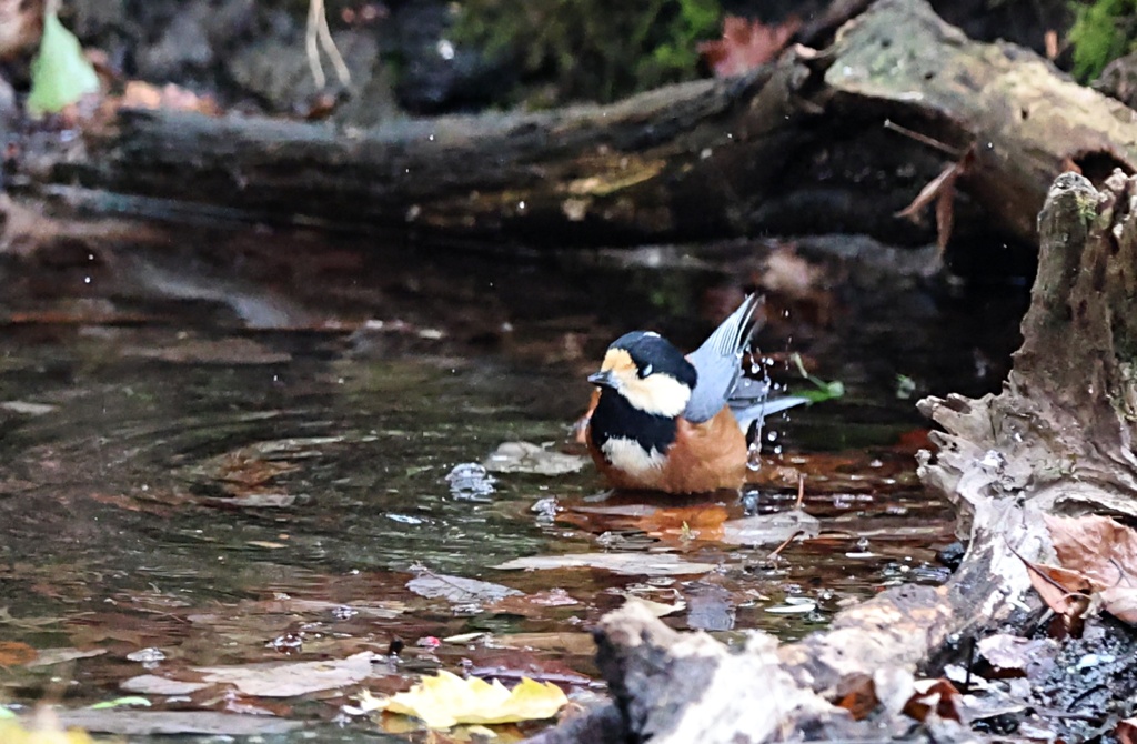 ヤマガラさんの水浴び　④