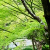 みどり