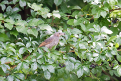 ヒヨドリ幼鳥　③