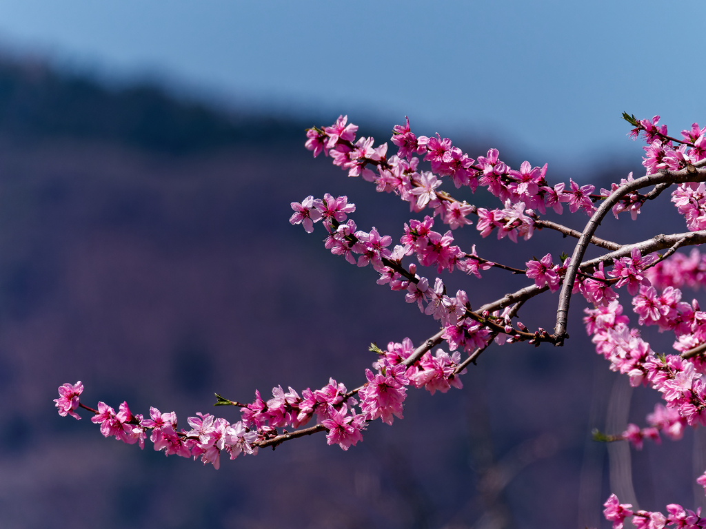 桃の花①