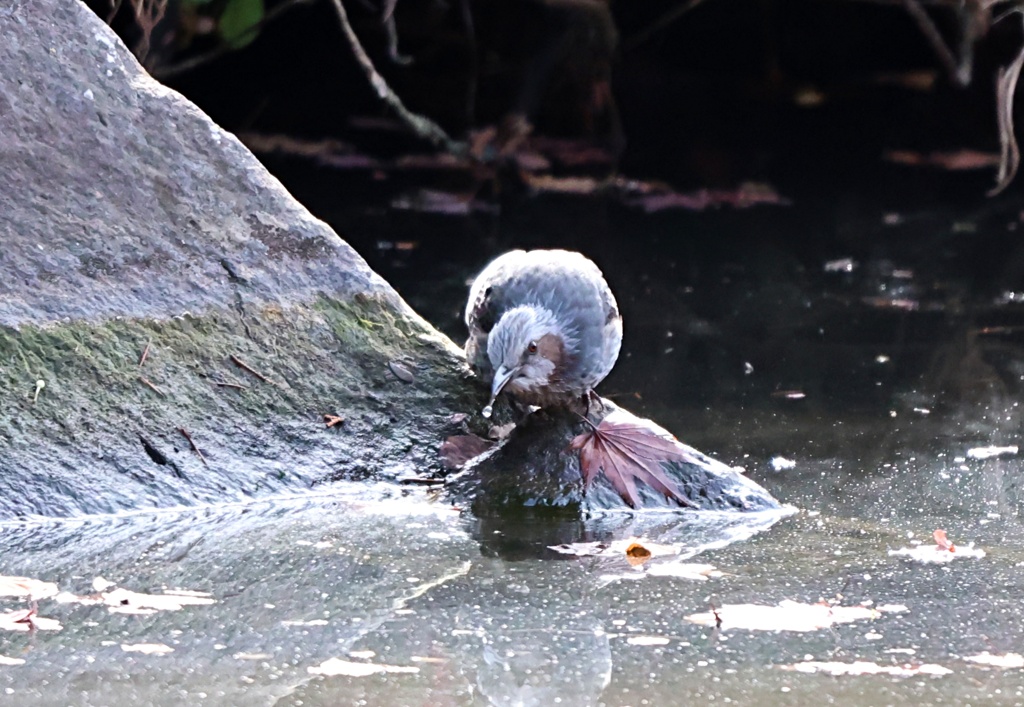 ヒヨドリさんの水飲み　①