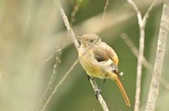 ジョビ幼鳥ちゃん②