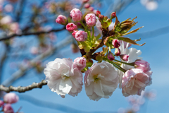 八重桜　①