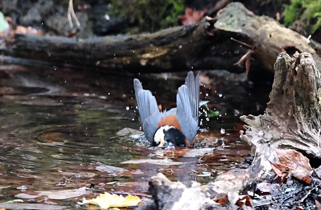 ヤマガラさんの水浴び　①