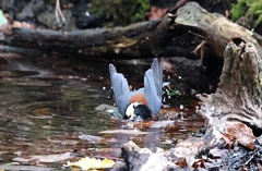 ヤマガラさんの水浴び　①