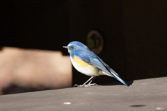 続・幸せの青い鳥　②
