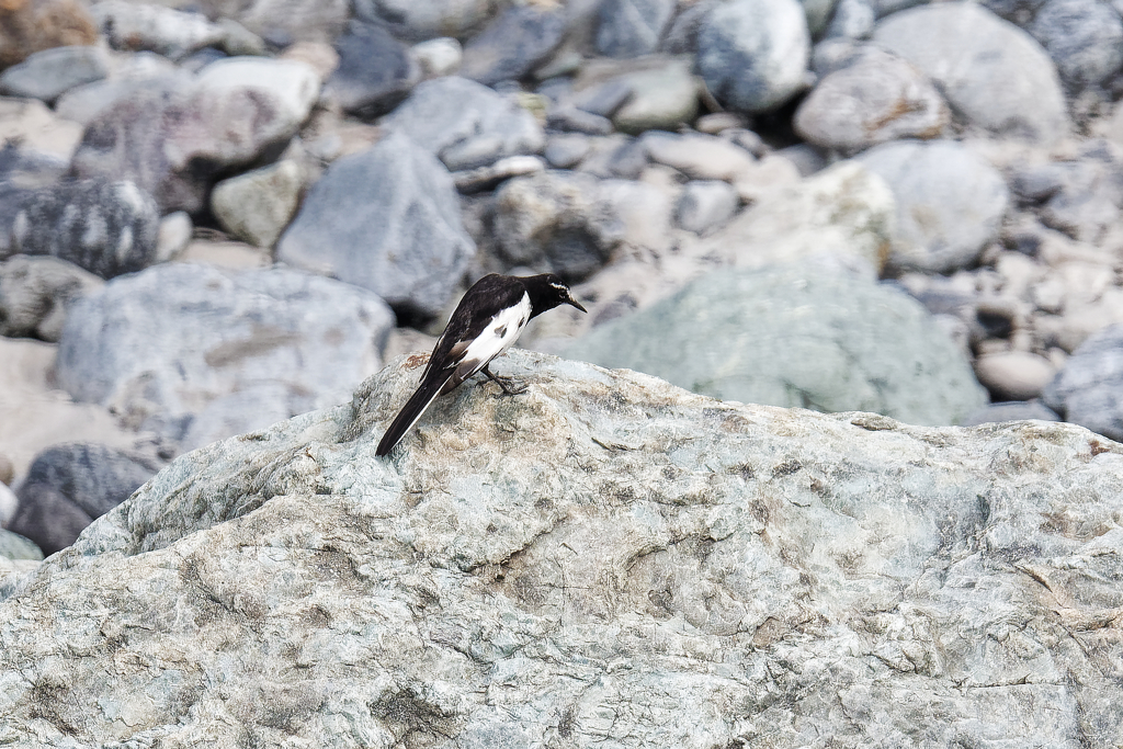 河原のセグロセキレイ