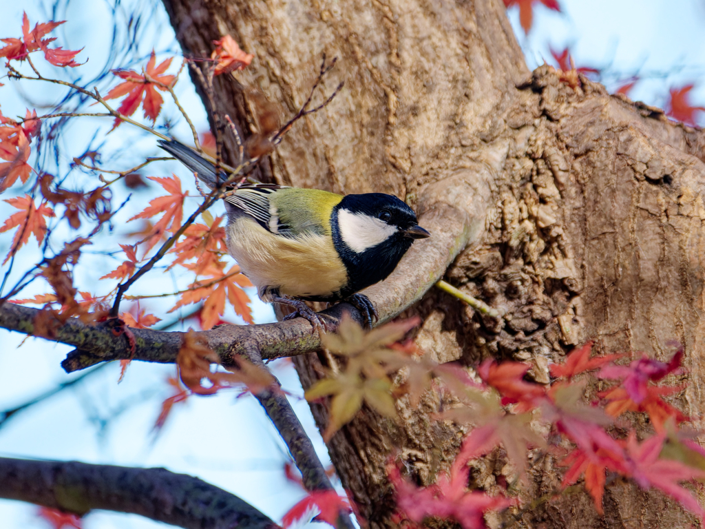 シジュウカラさんも紅葉狩り？