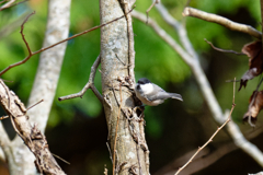 可愛いコガラさん