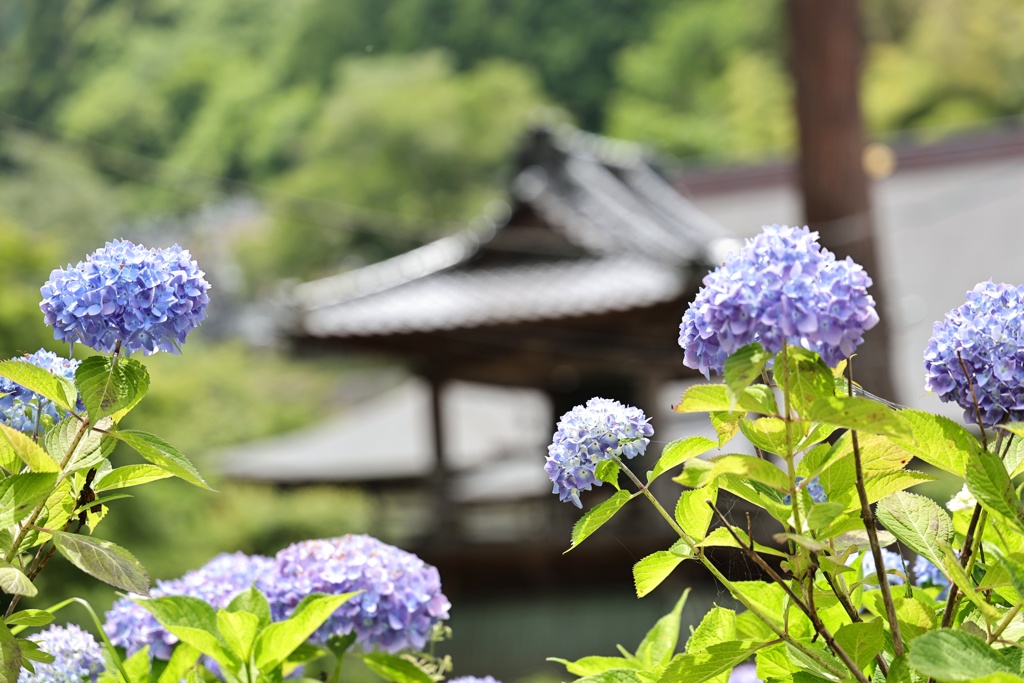 古刹に咲く