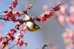 梅に戯れる　④