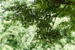 木陰にて