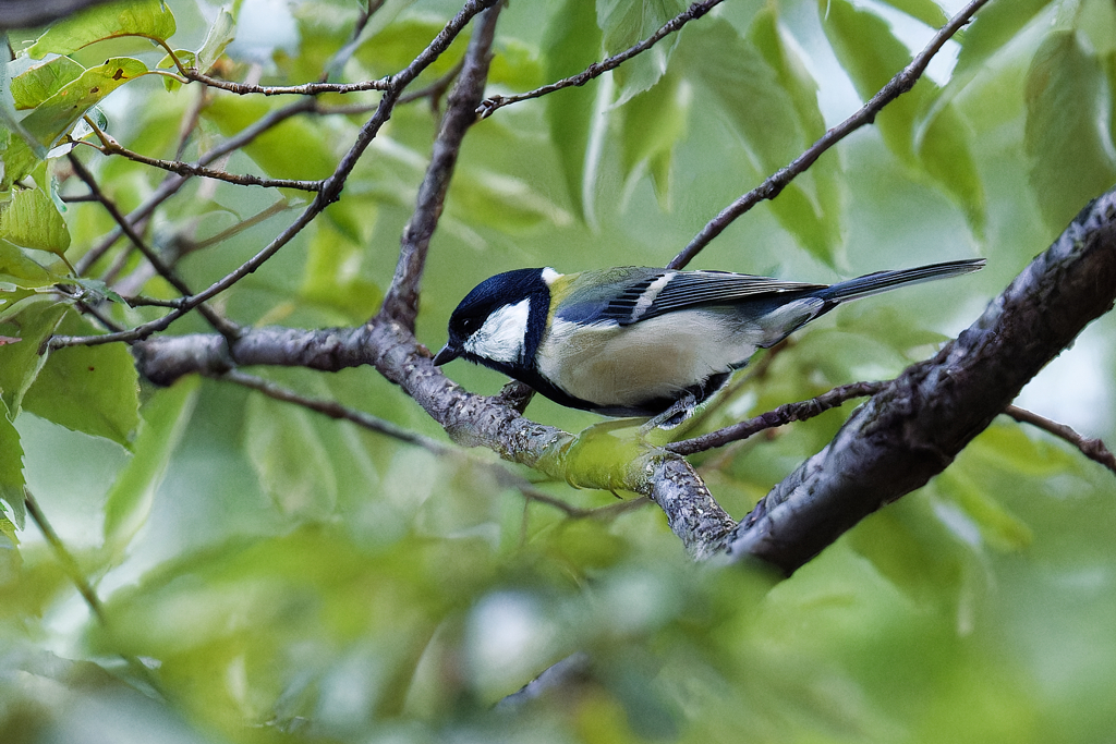 初秋のシジュウカラ