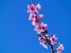 桃の花　④