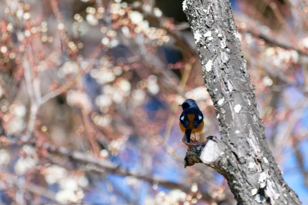 ジョビ君もお花見　①
